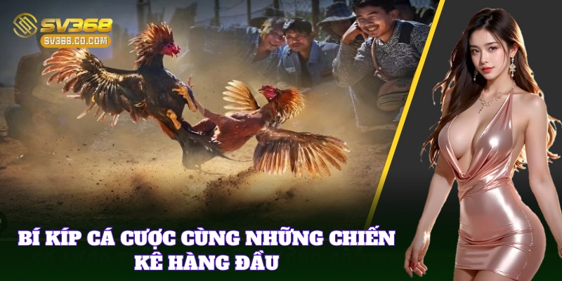 Mẹo chọn kèo thơm tại Top Trường Gà Lớn Nhất