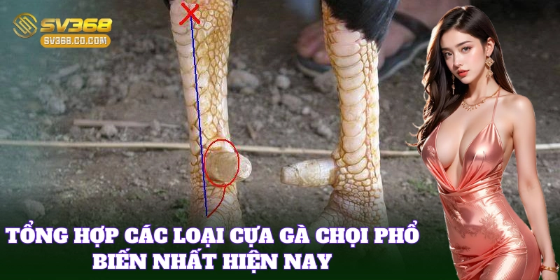 Điểm danh Các Loại Cựa Gà Chọi mạnh nhất