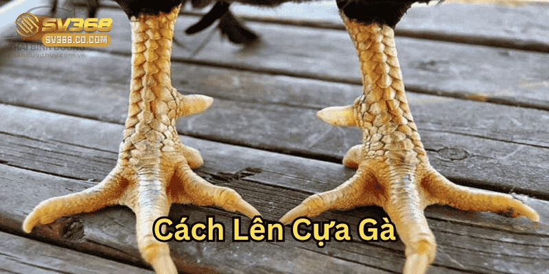 Các bước trong Cách Lên Cựa Gà