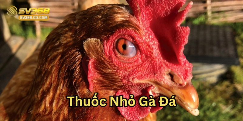 Chăm sóc đúng cách khi sử dụng Thuốc Nhỏ Gà Đá