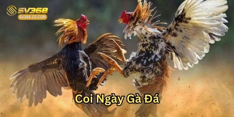 Coi Ngày Gà Đá là gì?