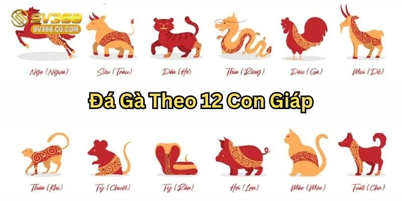 Đá Gà Theo 12 Con Giáp sao cho hợp mạnh