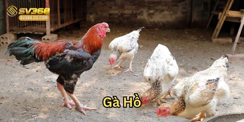 Đôi nét về Gà Hồ