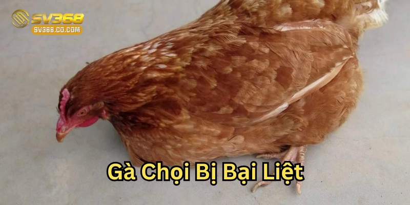 Gà Chọi Bị Bại Liệt là gì?
