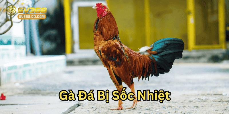 Gà Đá Bị Sốc Nhiệt là gì?