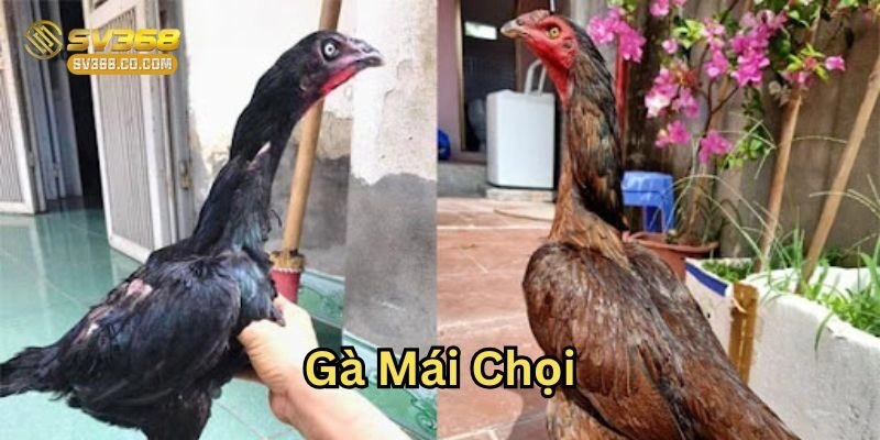 Gà Mái Chọi – 5 Bí Quyết Chọn Giống Để Có Chiến Kê Ưu Tú