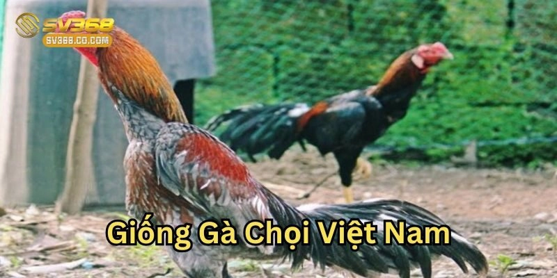 Giống Gà Chọi Việt Nam có gì nổi bật?