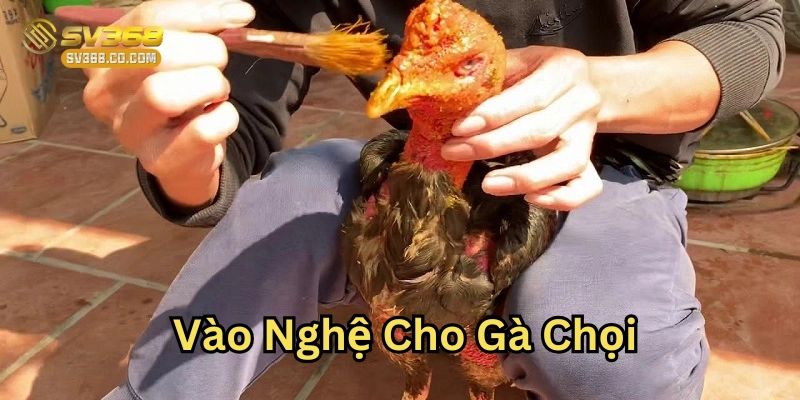 Vào Nghệ Cho Gà Chọi cần lưu ý gì